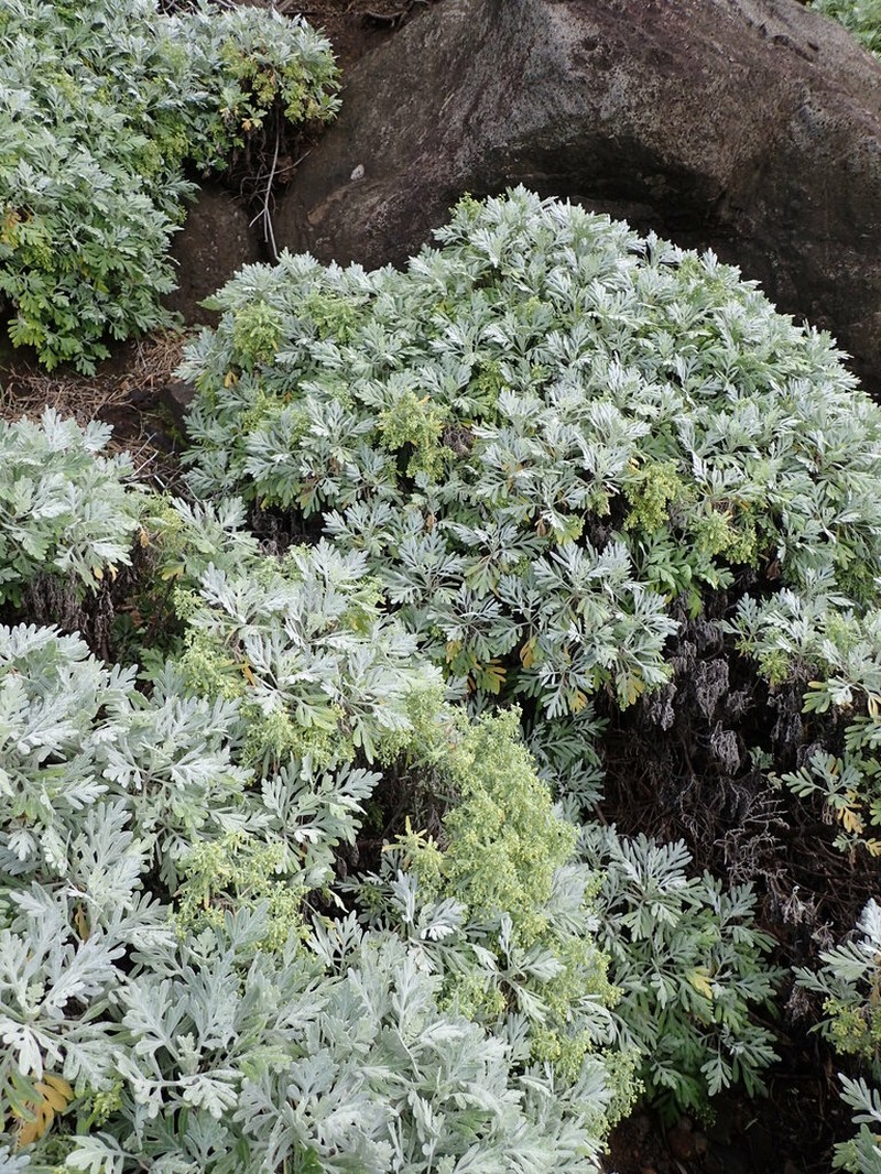 Oahu Wormwood