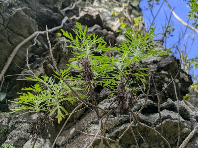 Oahu Wormwood photo 2