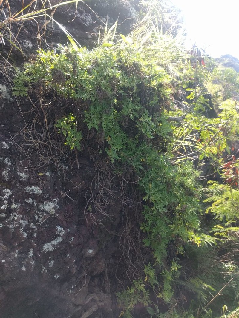 Oahu Wormwood photo 3