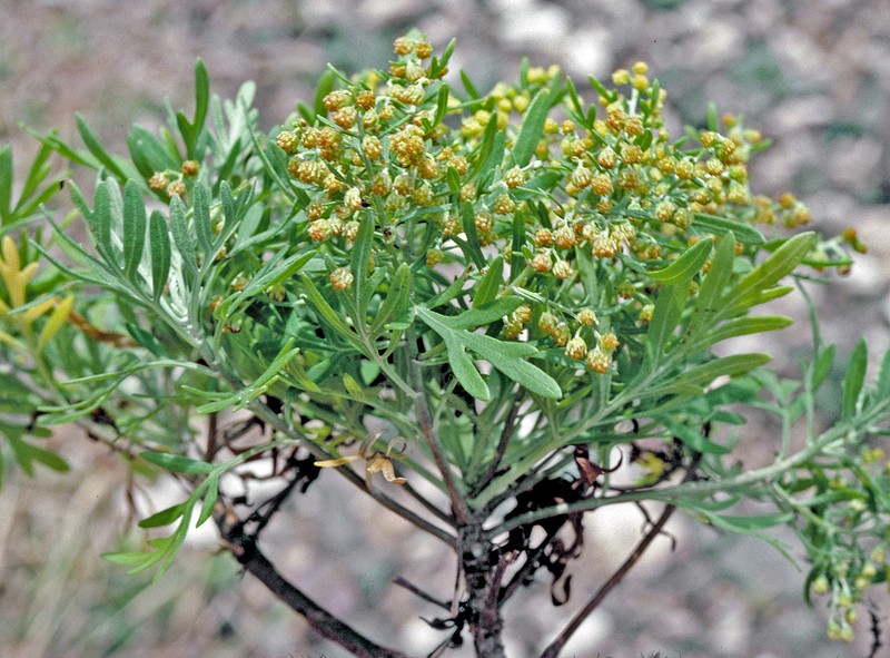 Oahu Wormwood photo 4