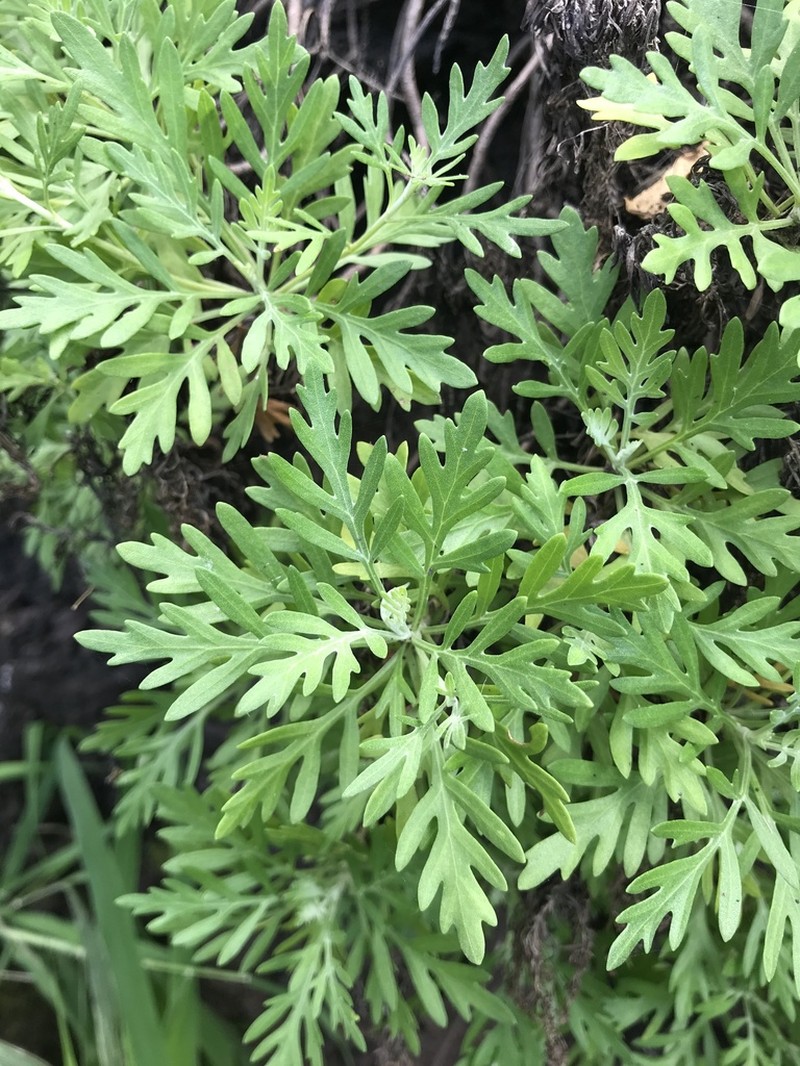 Oahu Wormwood photo 5