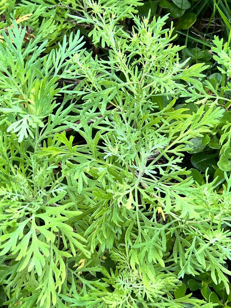 Oahu Wormwood photo 6