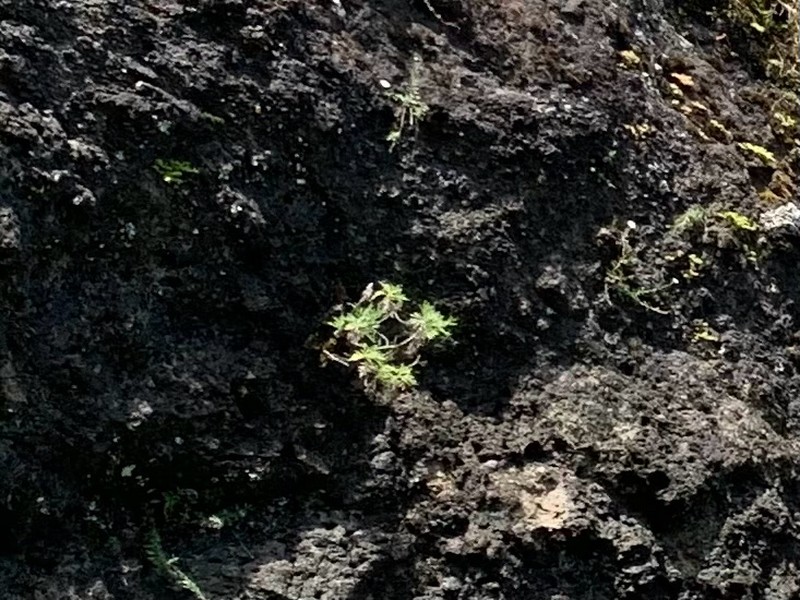 Oahu Wormwood photo 7
