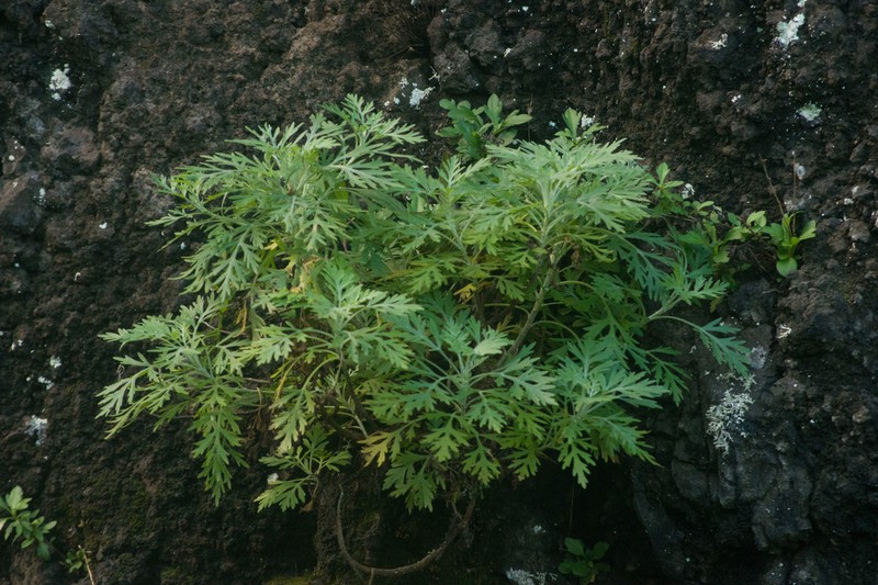 Oahu Wormwood photo 8