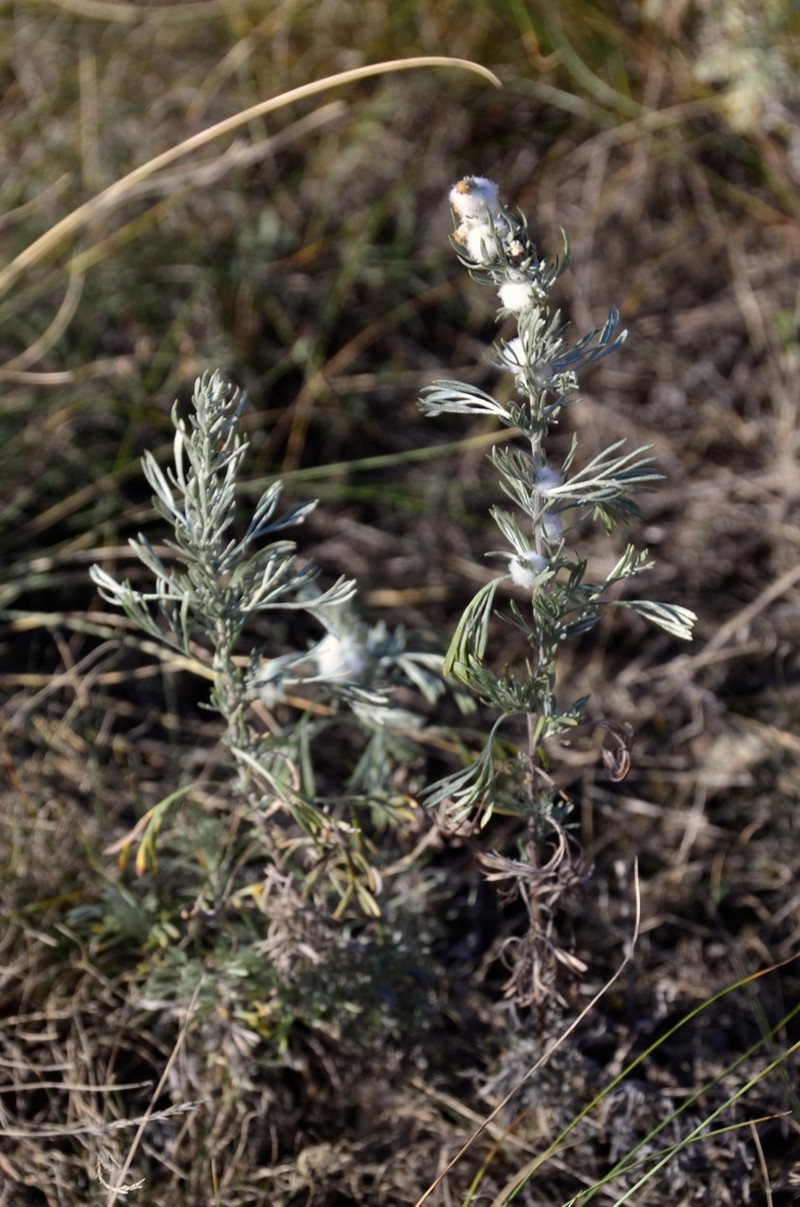 Artemisia austriaca