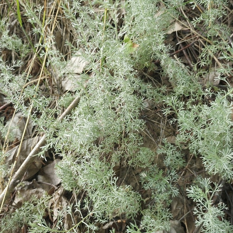 Artemisia austriaca photo 3