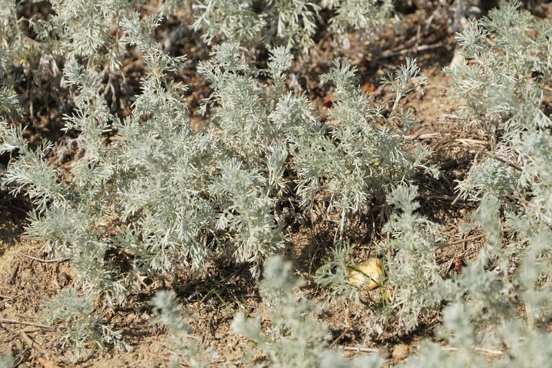 Artemisia austriaca photo 4