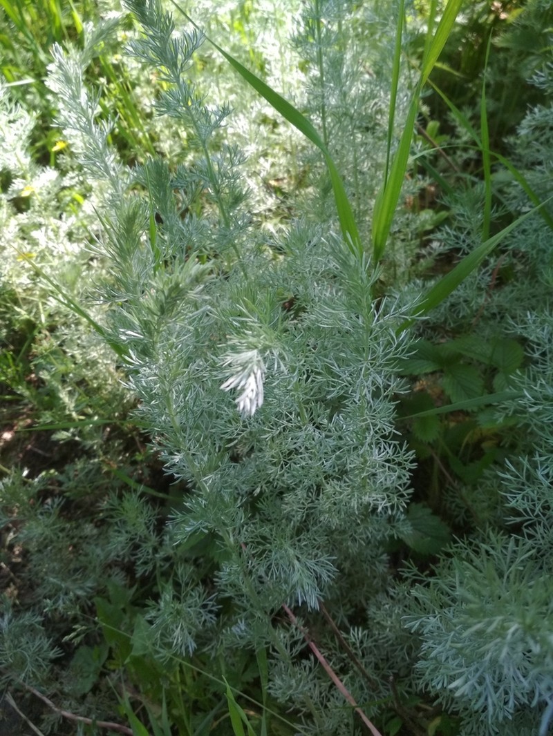 Artemisia austriaca photo 5