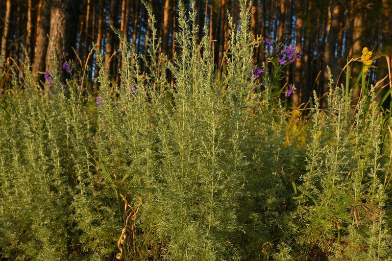 Artemisia austriaca photo 6