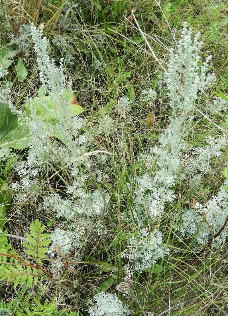 Artemisia austriaca photo 7
