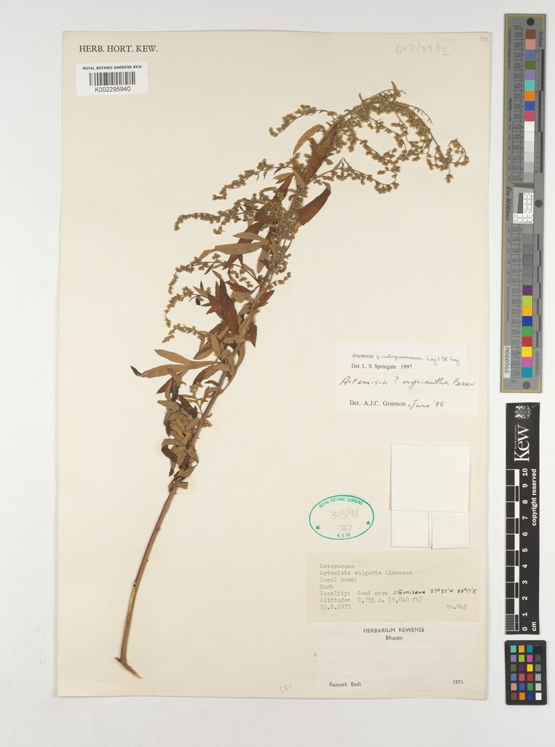 Artemisia austrohimalayaensis