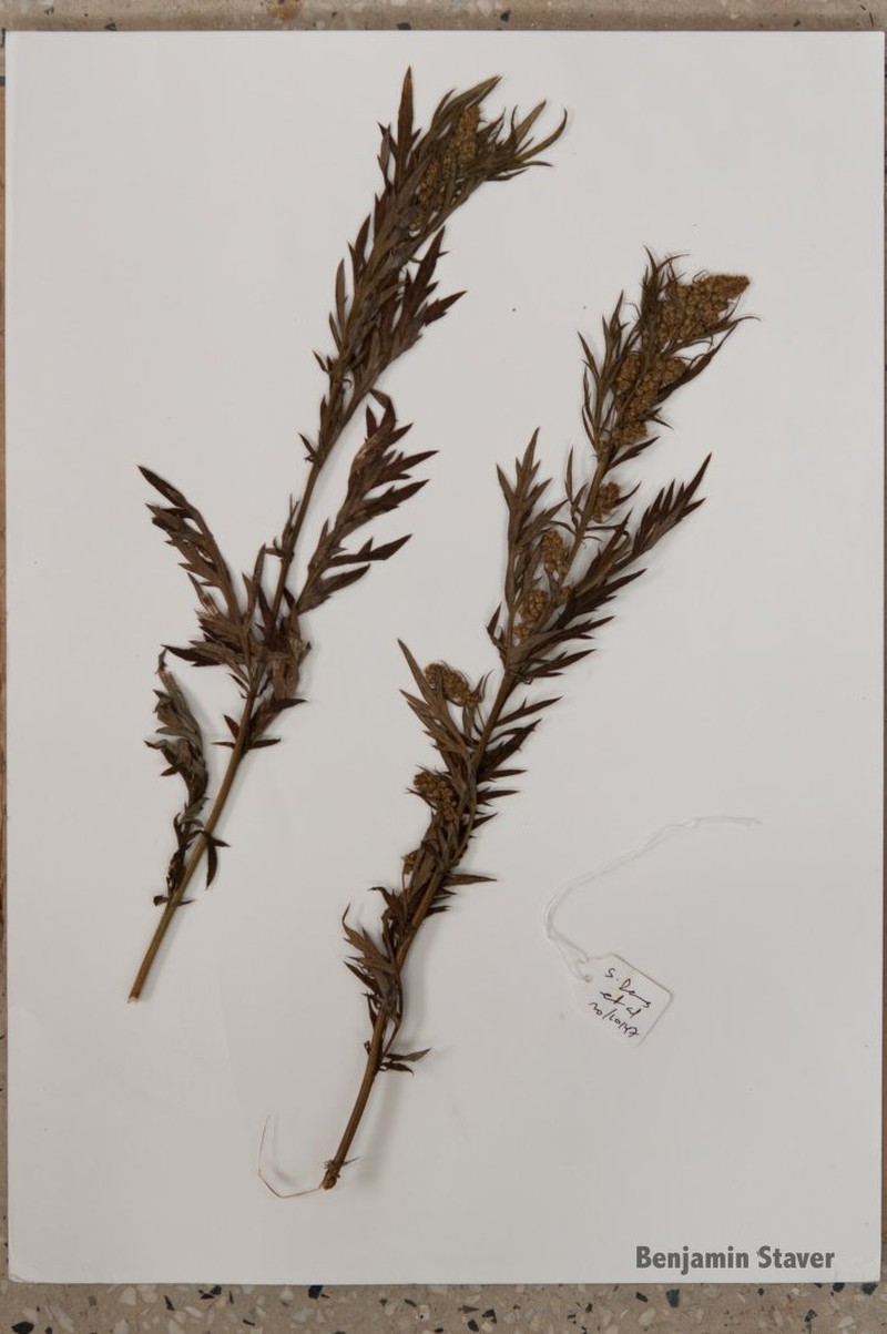 Artemisia austroyunnanensis photo 3