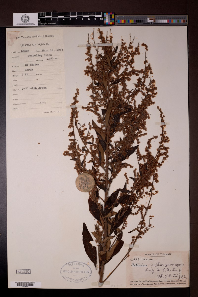 Artemisia austroyunnanensis photo 4