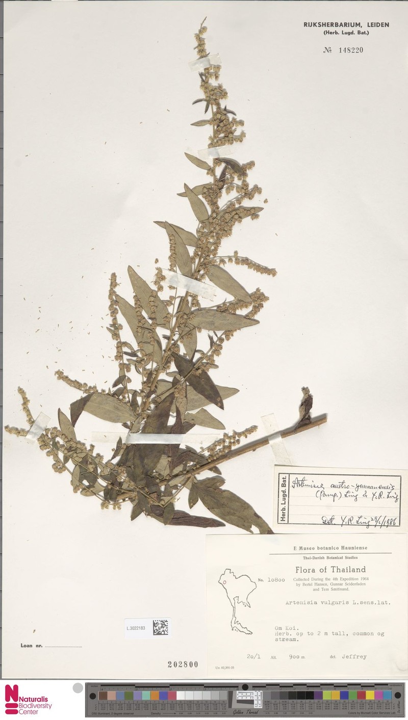 Artemisia austroyunnanensis