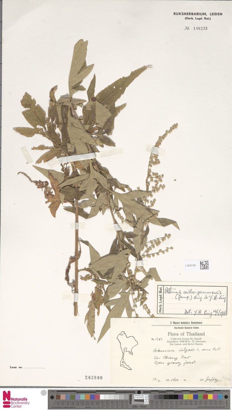 Artemisia austroyunnanensis photo 2
