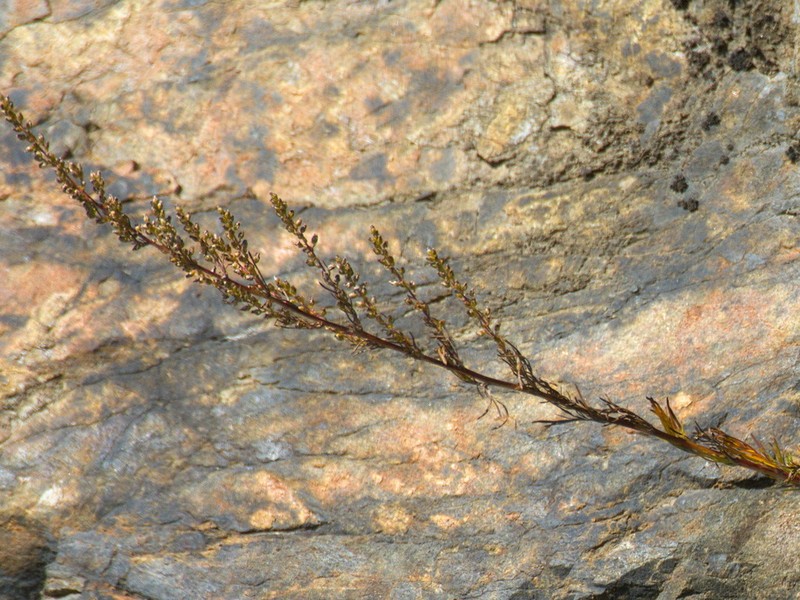 Artemisia bargusinensis photo 2