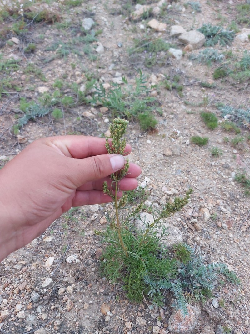 Artemisia bargusinensis photo 3