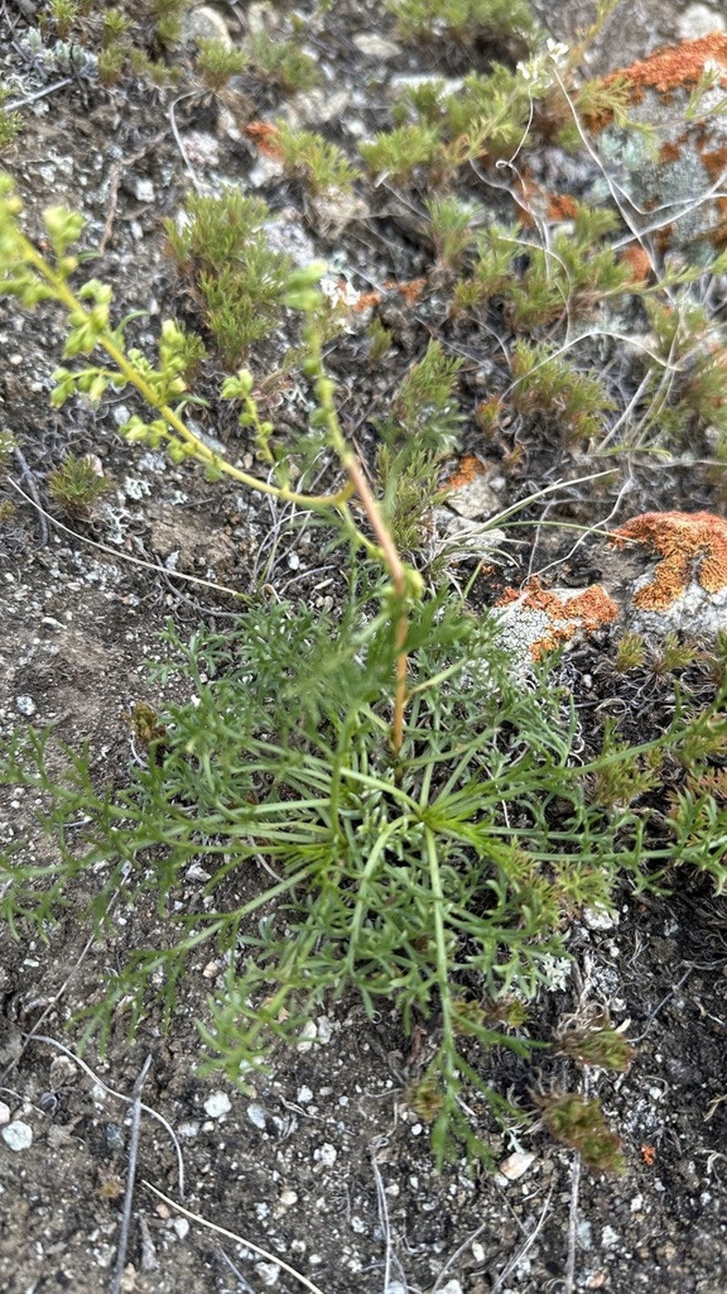 Artemisia bargusinensis photo 4