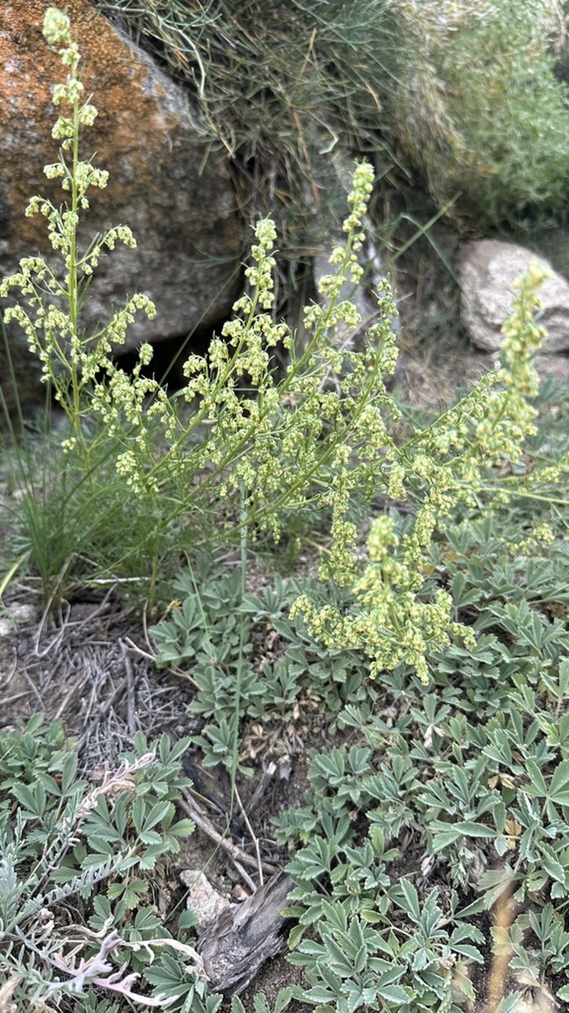 Artemisia bargusinensis photo 5