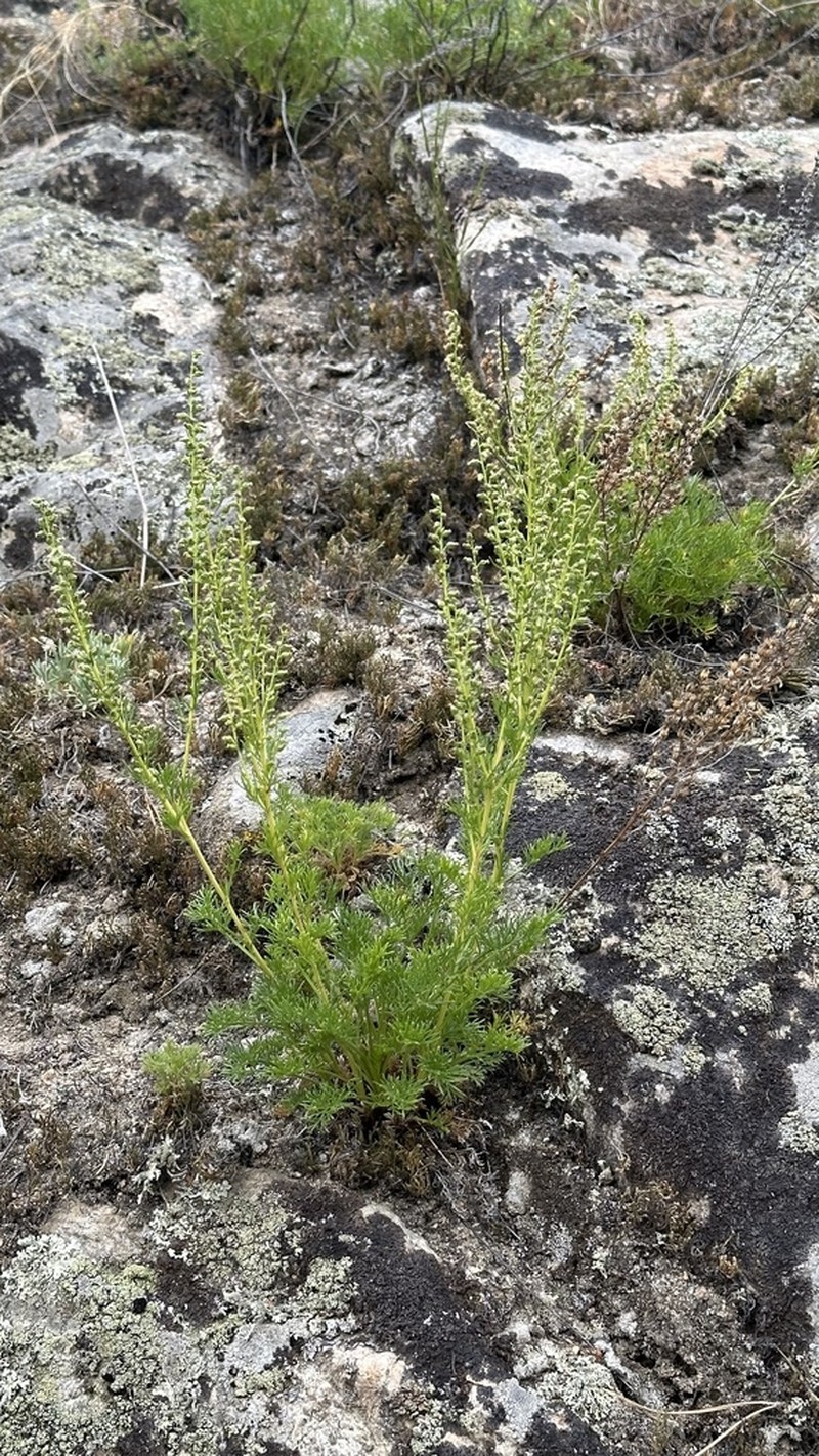 Artemisia bargusinensis photo 6
