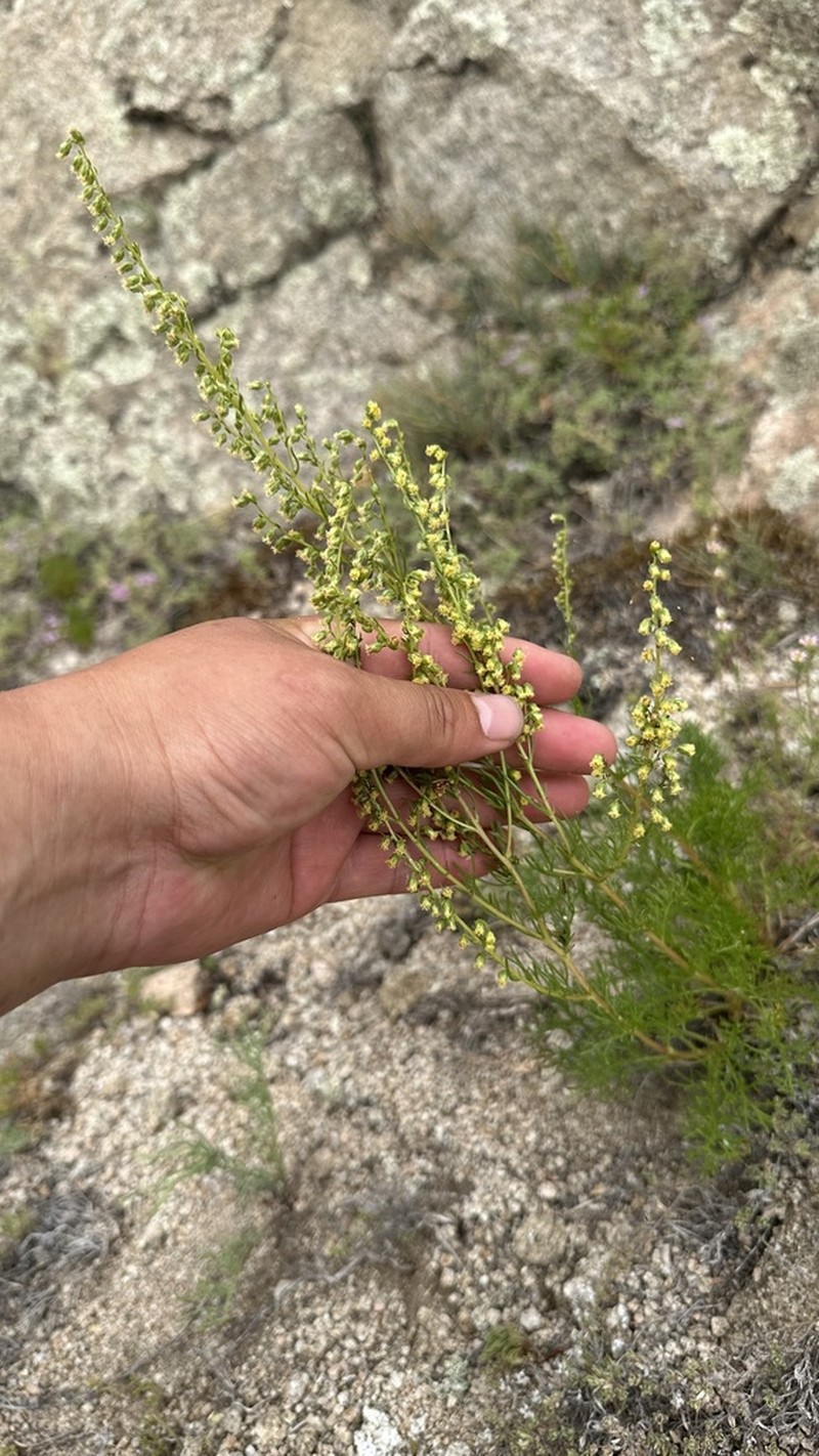 Artemisia bargusinensis photo 7