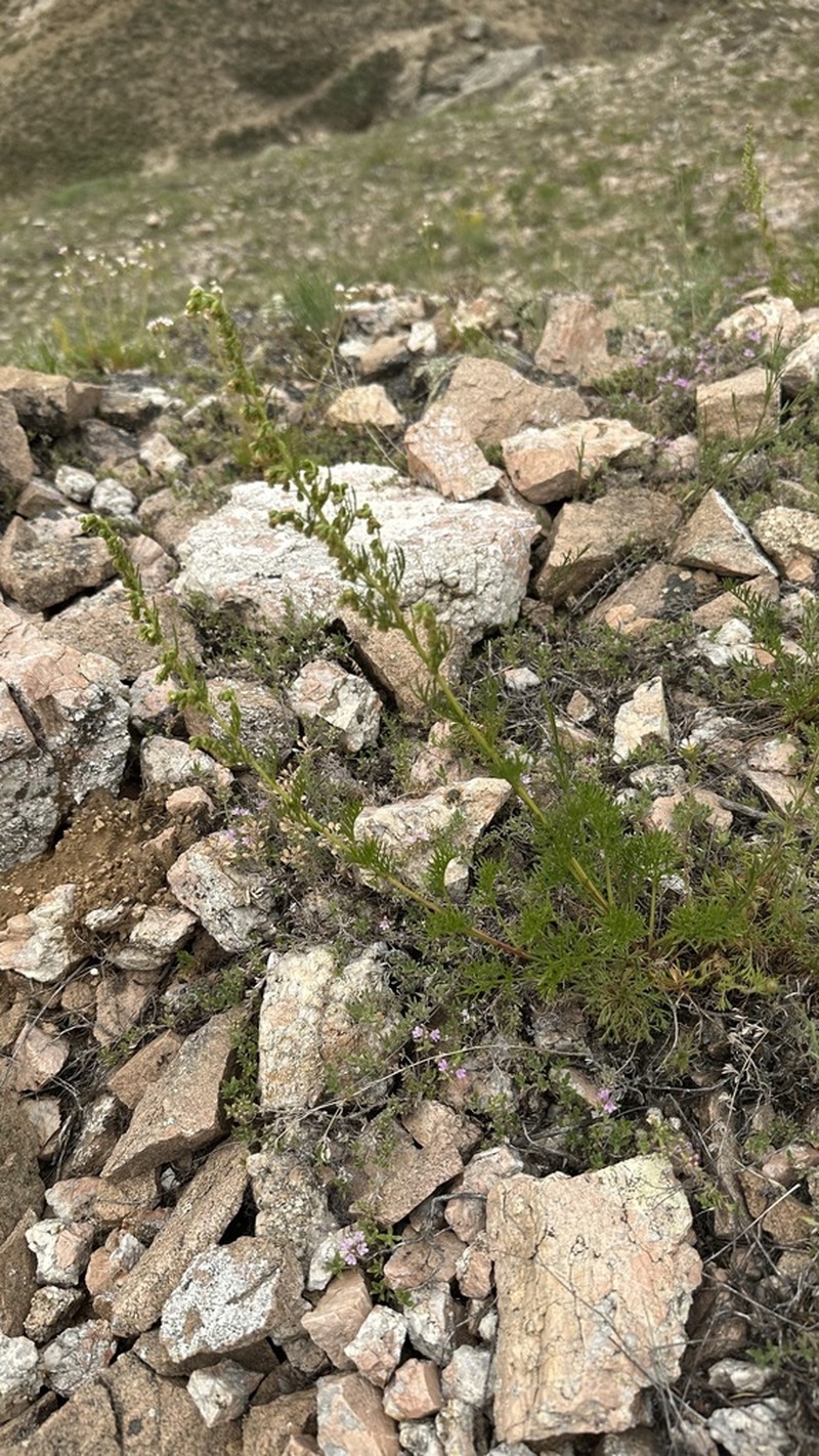 Artemisia bargusinensis photo 8