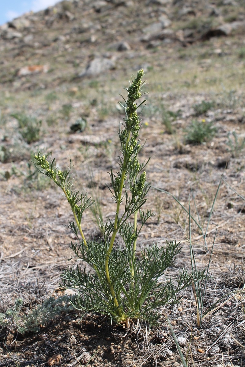 Artemisia bargusinensis