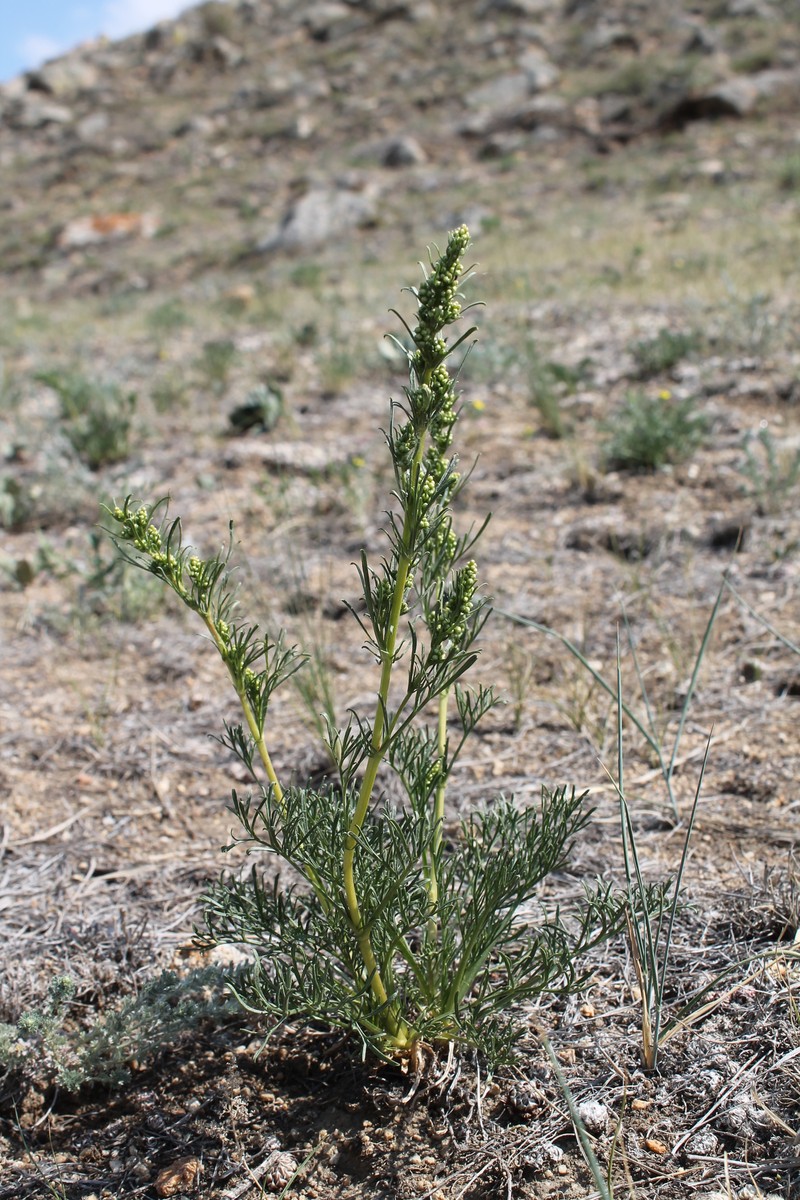 Artemisia bargusinensis photo 2