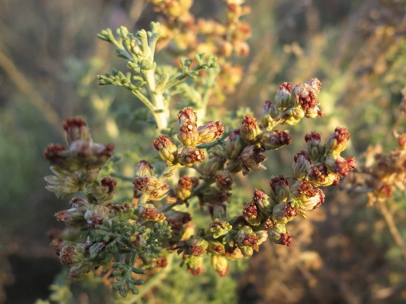 Artemisia barrelieri photo 2