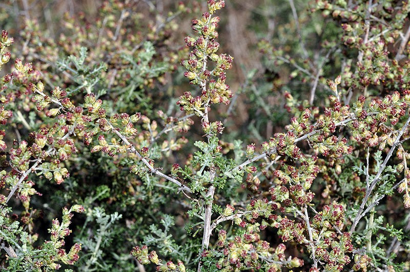 Artemisia barrelieri photo 3