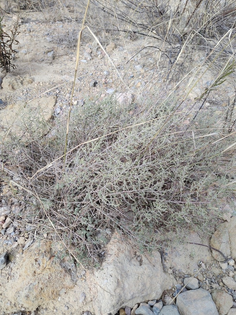 Artemisia barrelieri photo 4