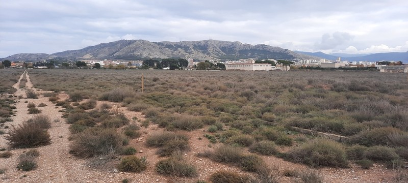 Artemisia barrelieri photo 5