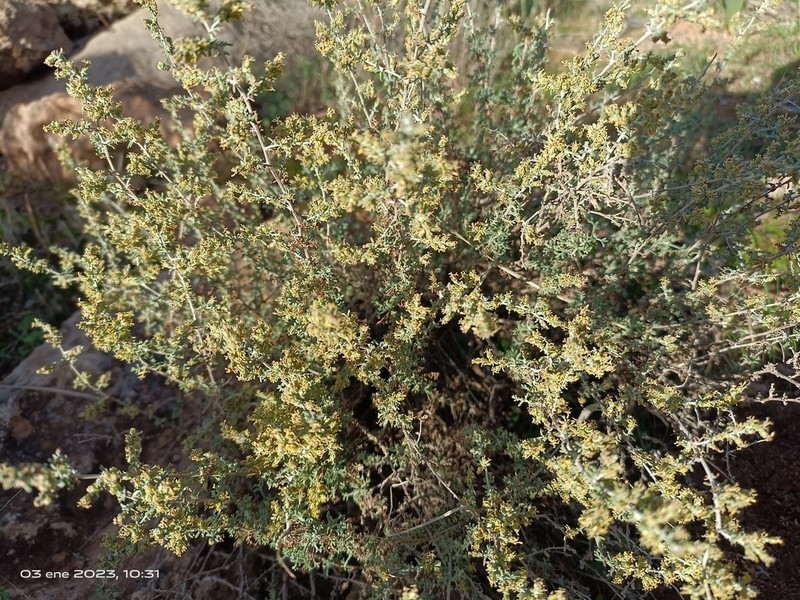 Artemisia barrelieri photo 6