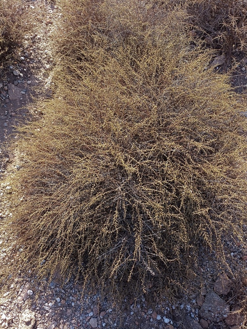 Artemisia barrelieri photo 7