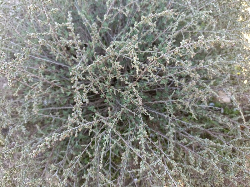 Artemisia barrelieri photo 8