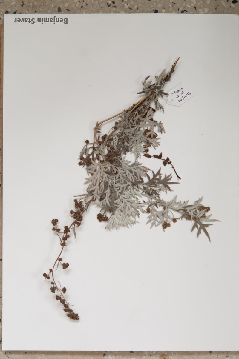Artemisia bhutanica photo 2