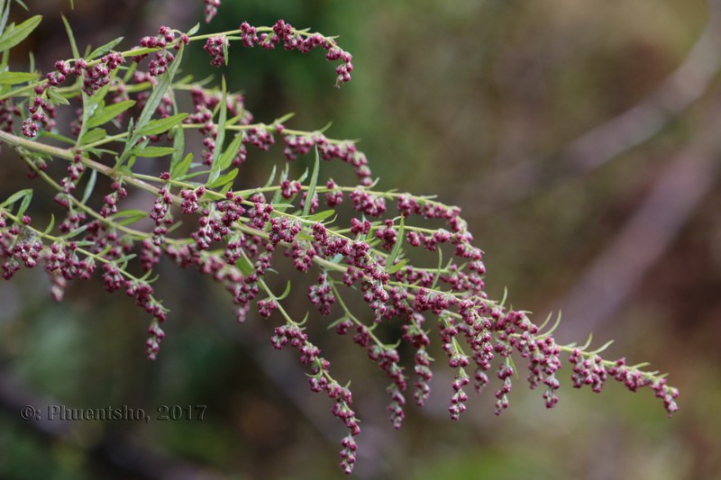 Artemisia bhutanica photo 2