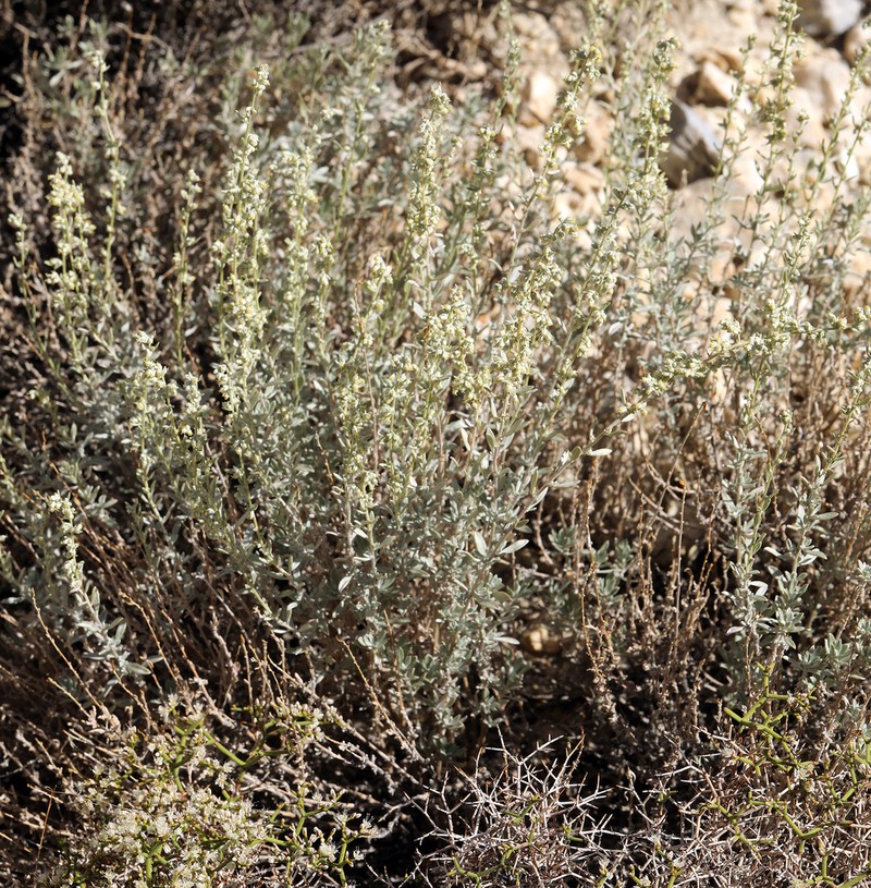 Bigelow Sage photo 3