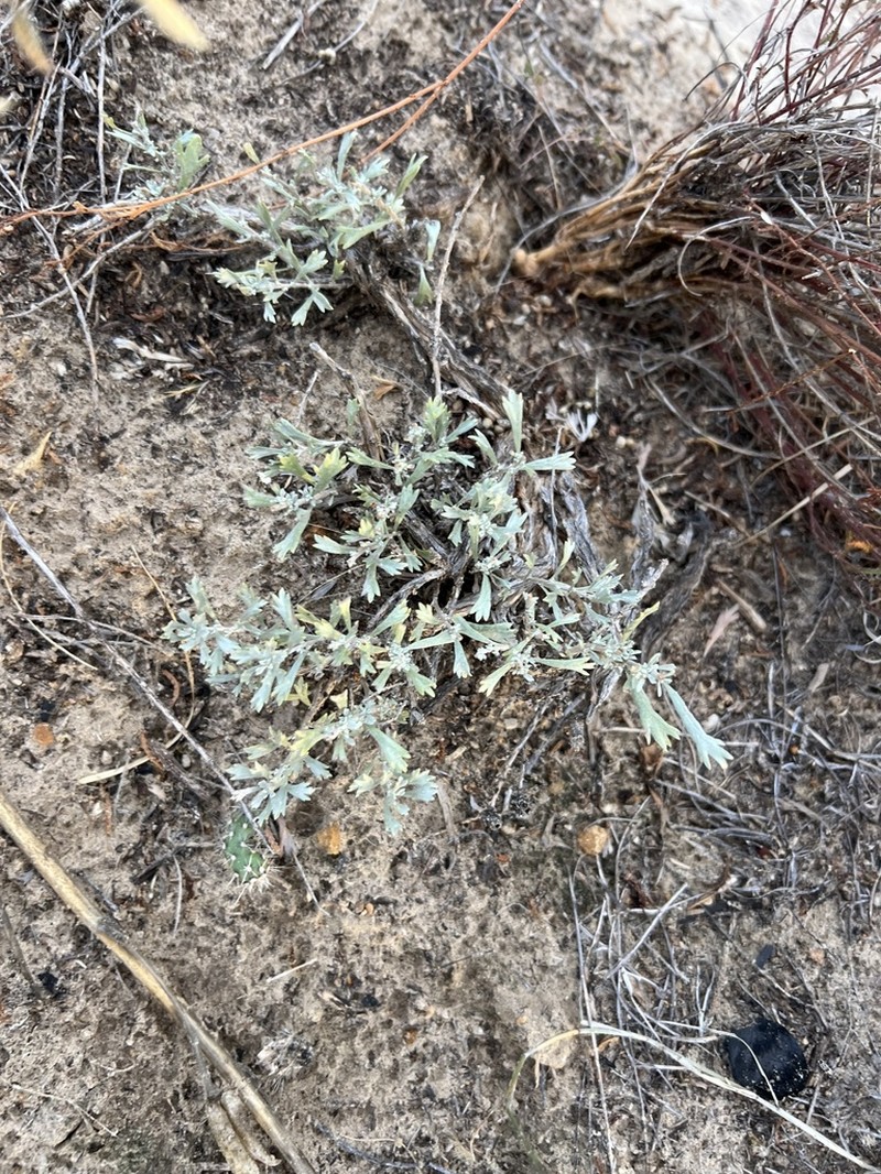 Bigelow Sage photo 4