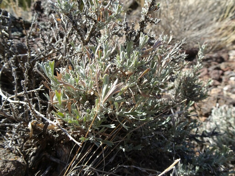 Bigelow Sage photo 5