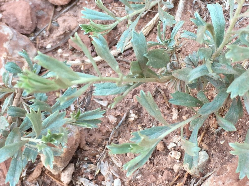 Bigelow Sage photo 6
