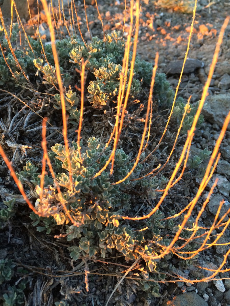 Bigelow Sage photo 7