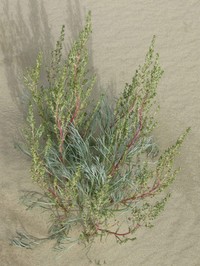 Artemisia borealis