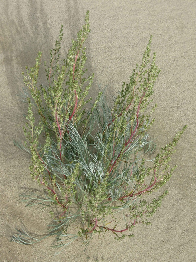 Artemisia borealis