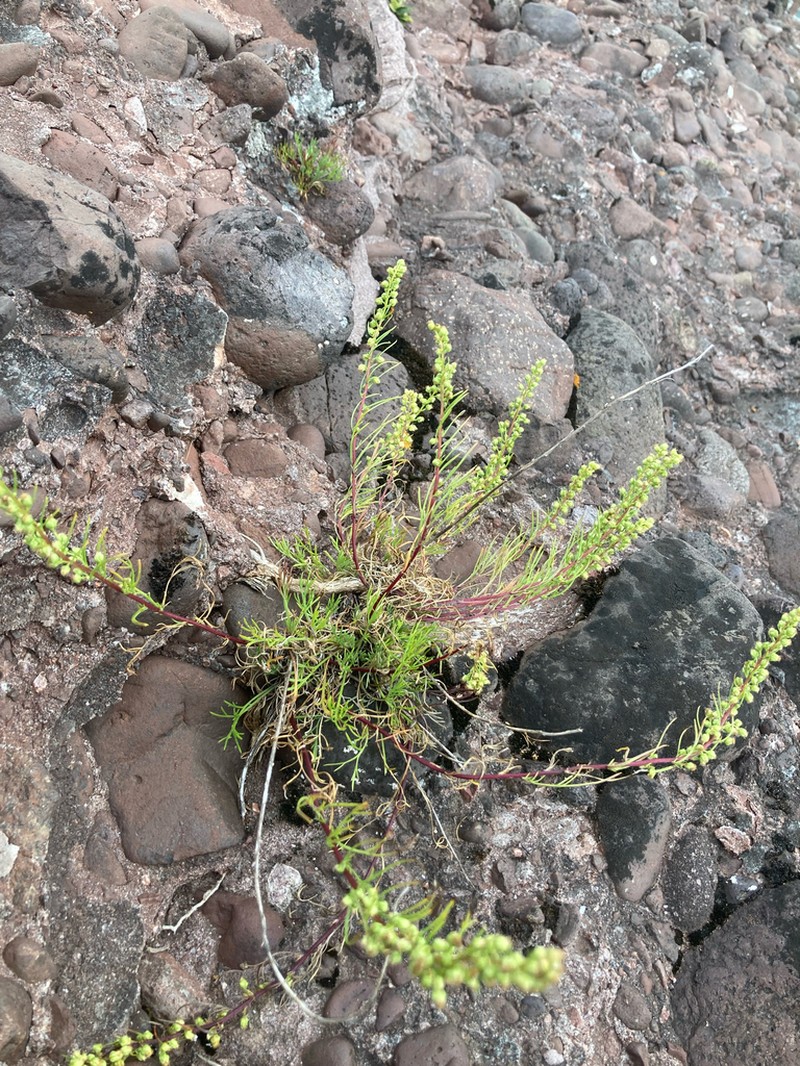 Artemisia borealis photo 2