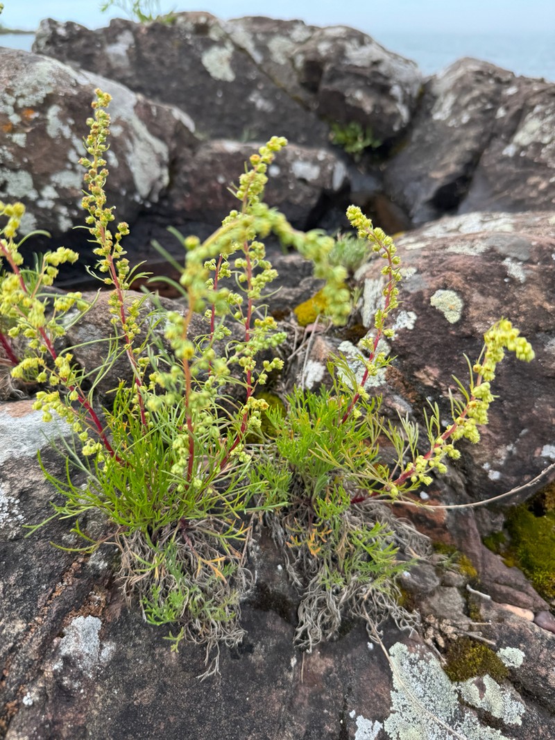 Artemisia borealis photo 3