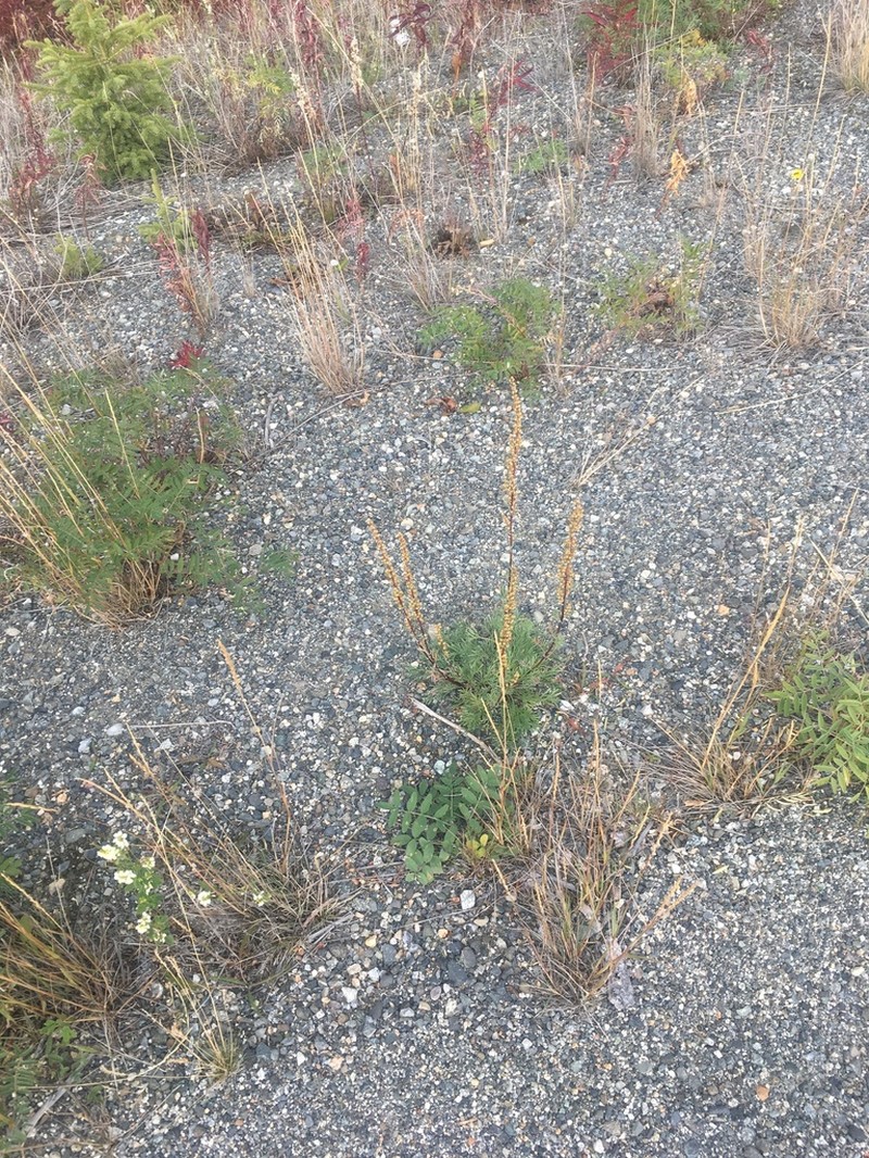 Artemisia borealis photo 4