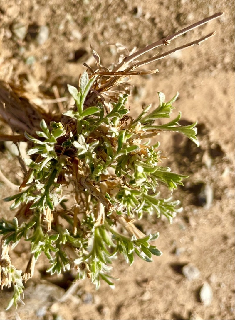 Artemisia borealis photo 5