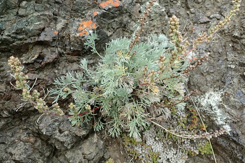 Artemisia borealis photo 6