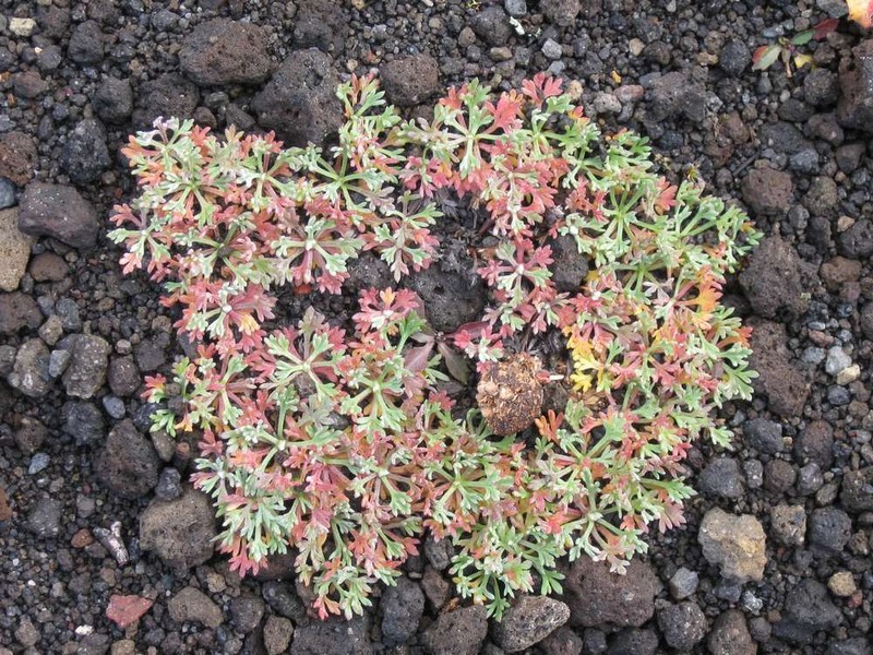 Artemisia borealis photo 7